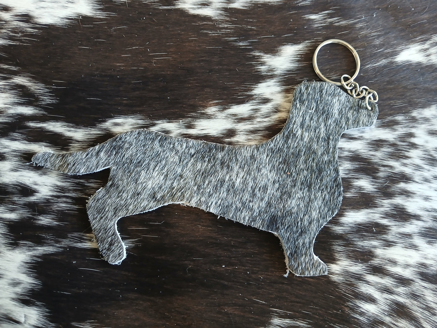 Dachshund #10