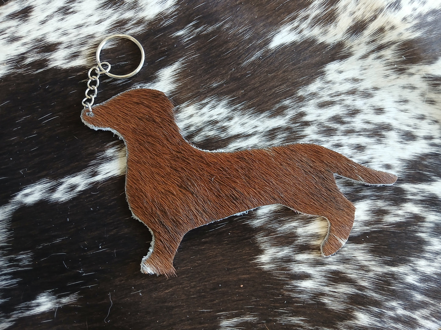 Dachshund #22