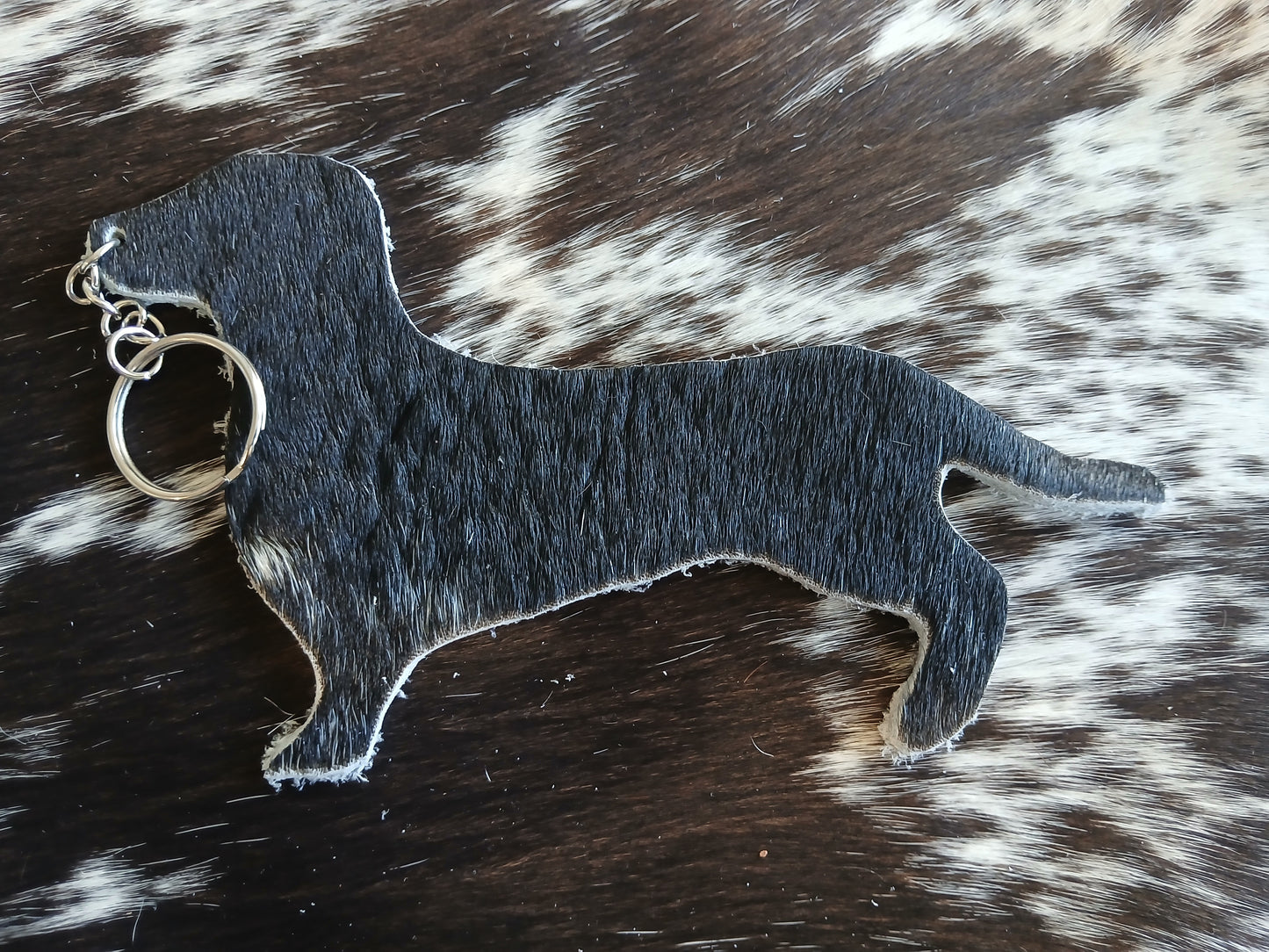 Dachshund #19