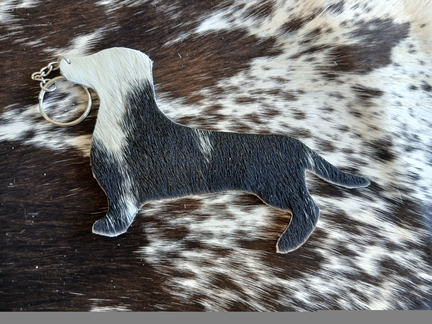 Dachshund #5