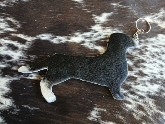 Dachshund #12