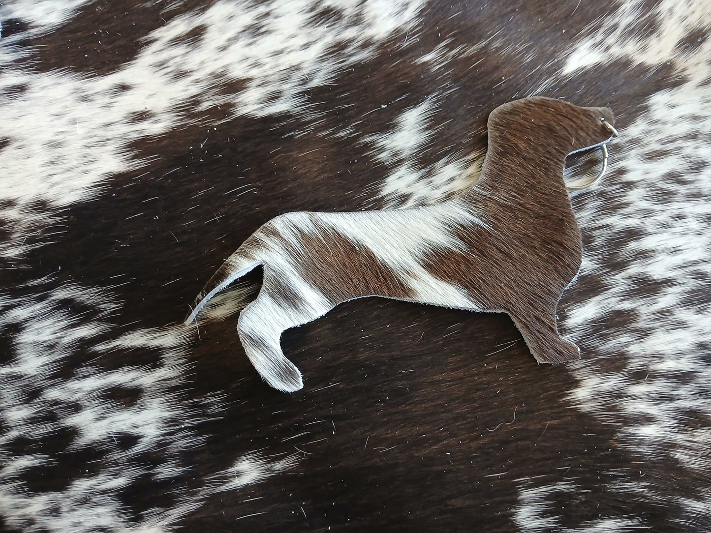 Dachshund #25