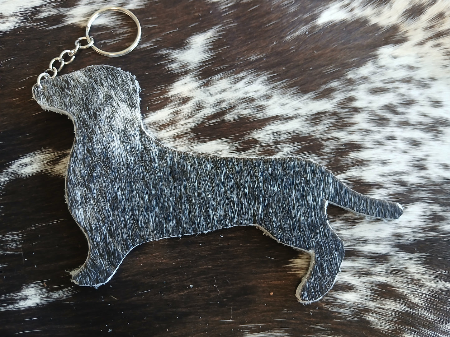 Dachshund #17