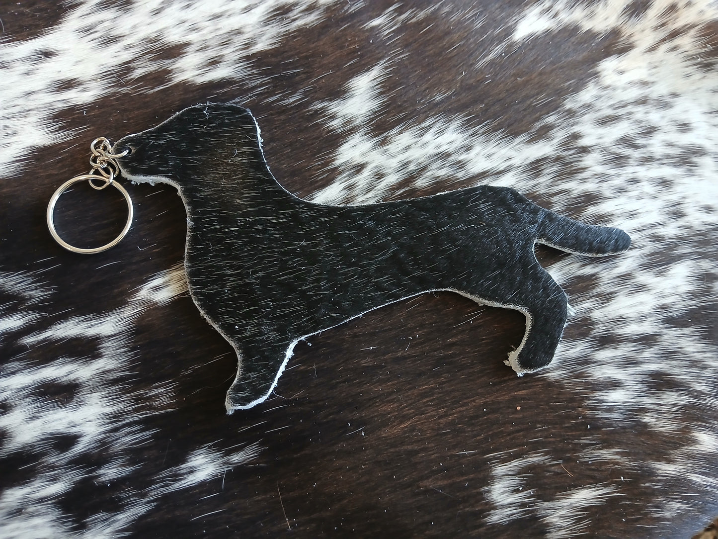 Dachshund #21