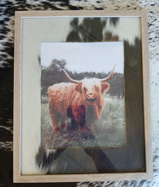Highland cow print with cowhide frame