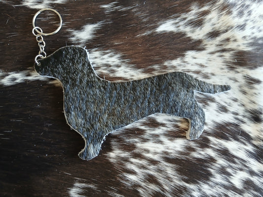 Dachshund #7