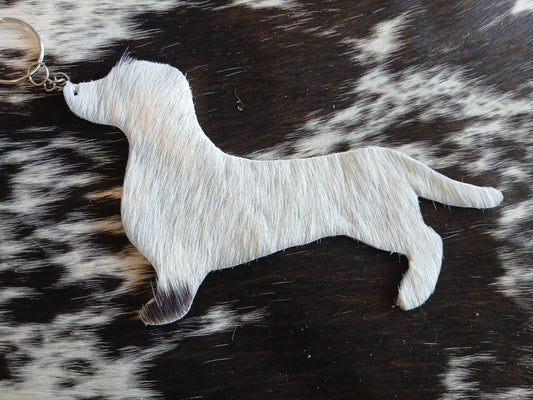 Dachshund #18