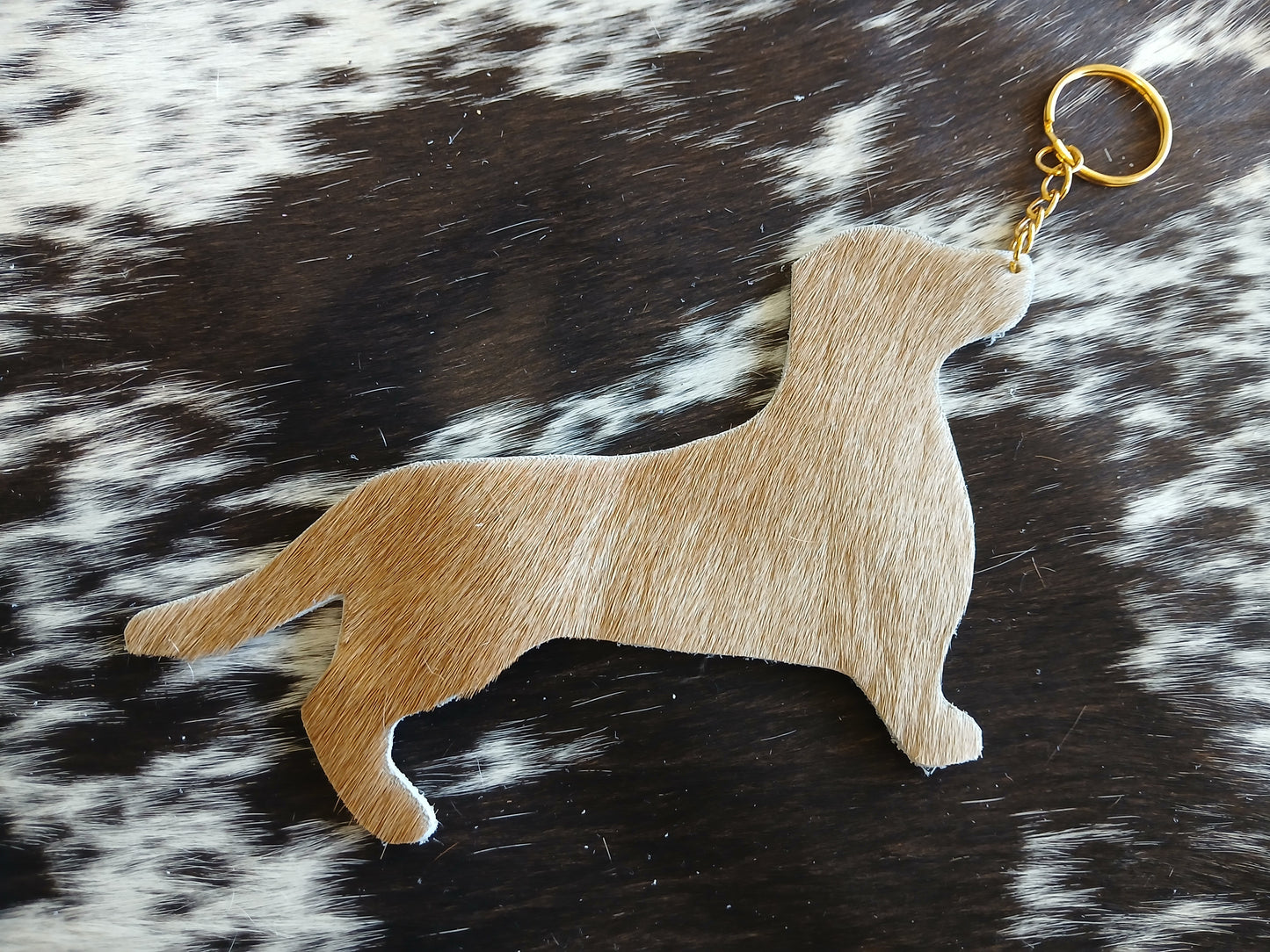 Dachshund #24