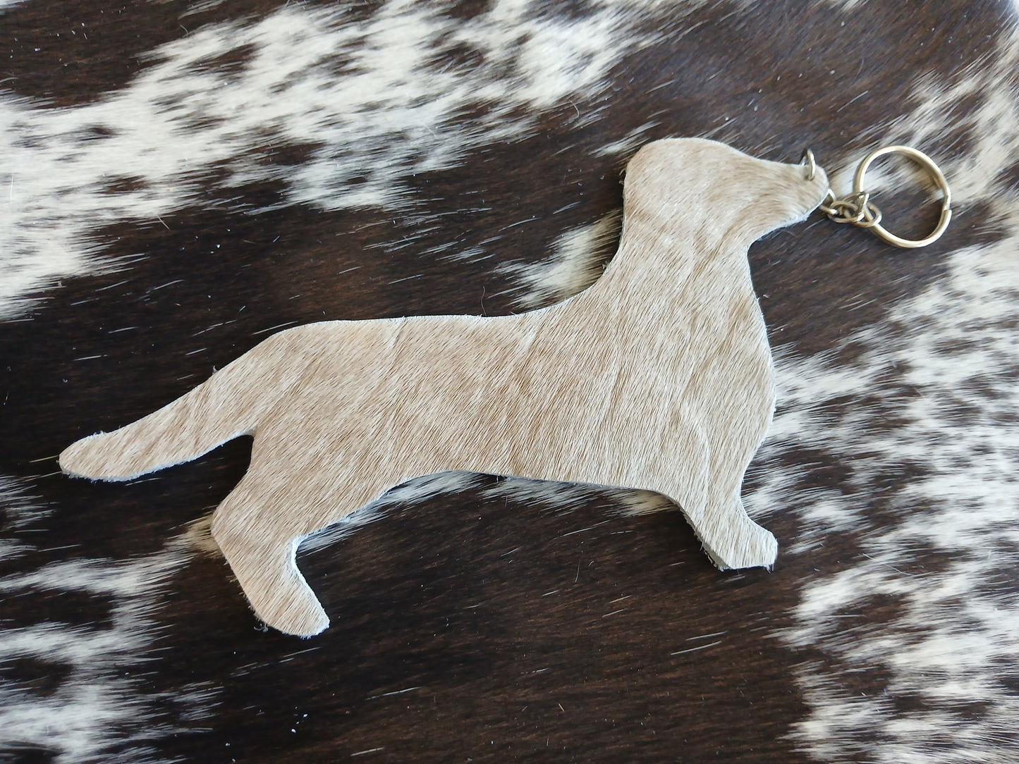 Dachshund #13