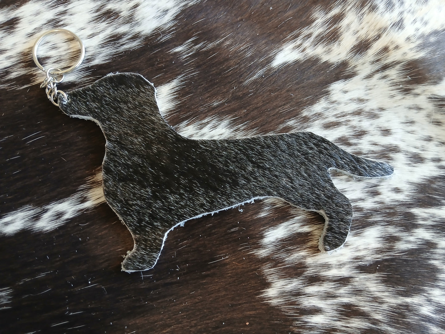 Dachshund #23