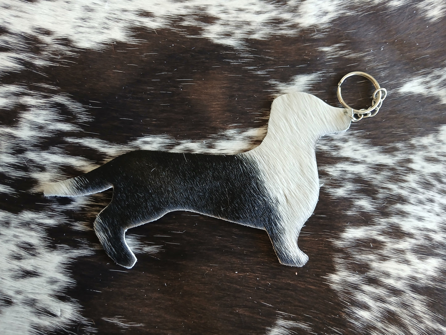 Dachshund #11