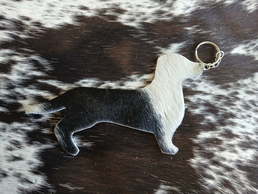 Dachshund #11