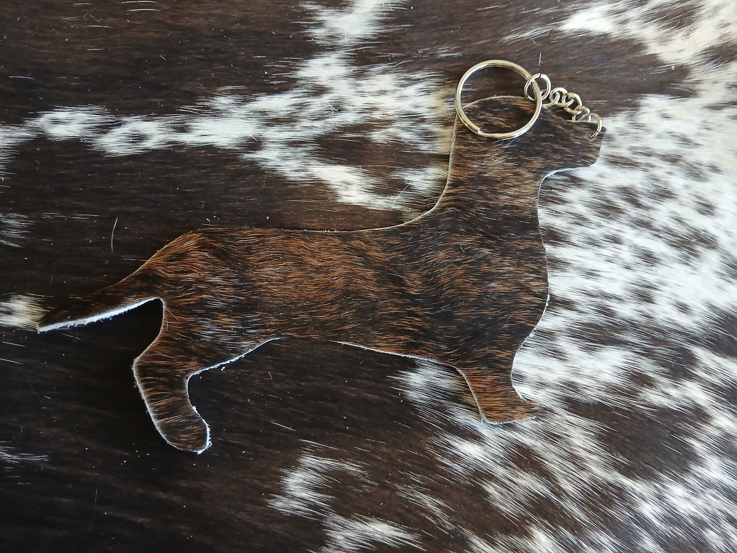 Dachshund #2